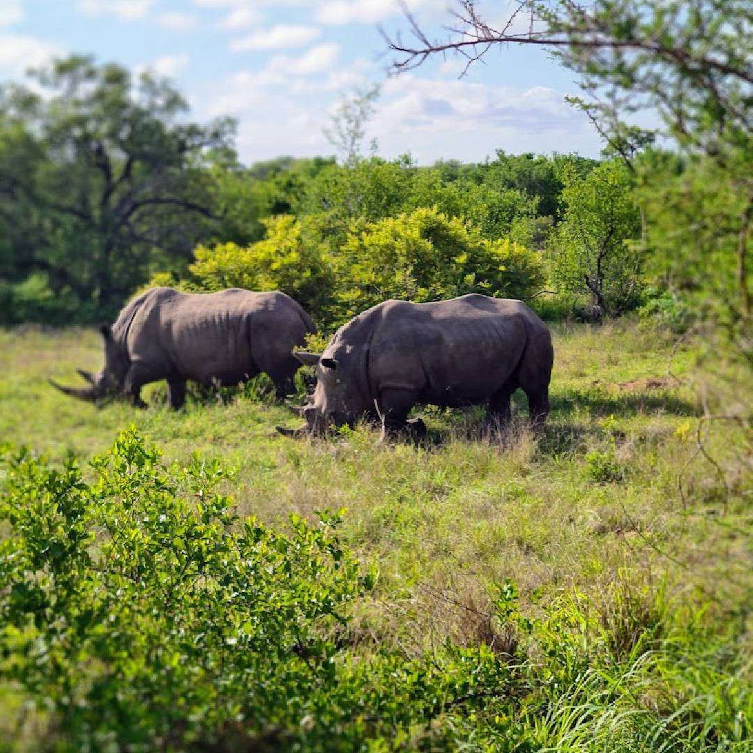 Rhino's in Timbavati