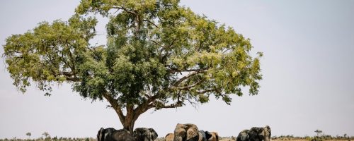 pexels-roman-odintsov-11760864